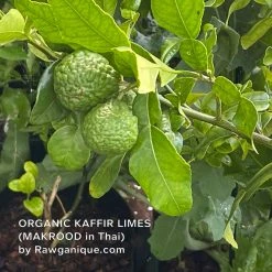 Rawganique Organic Kaffir Lime Shampoo - Suds-Free, 500ml, Vegan & Eco-Friendly 9 Vendor-unknown BedBath Organic Kaffir Lime Shampoo (500ml) (Suds-free) (New Larger Size)