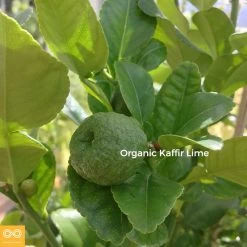 Rawganique Organic Kaffir Lime Shampoo - Suds-Free, 500ml, Vegan & Eco-Friendly 11 Vendor-unknown BedBath Organic Kaffir Lime Shampoo (500ml) (Suds-free) (New Larger Size)
